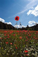 5ème - Raymond Moisa - Gentil coquelicot